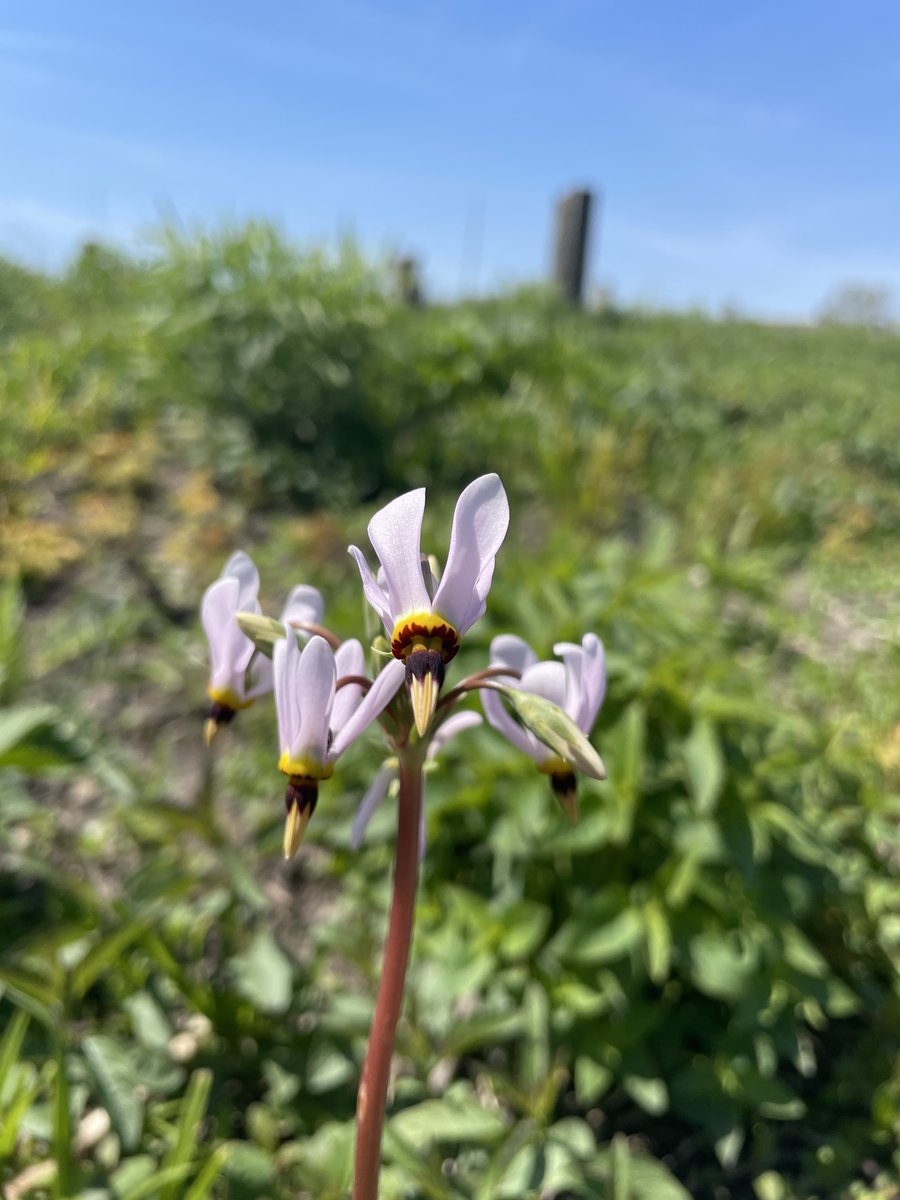 FetterlyEmma's tweet photo. some favorites from spring in the Midwest so far... mayapple (Podophyllum peltatum), trillium (Trillium grandiflorum), prairie shooting star (Dodecatheon meadia), and wild ginger (Asarum canadense reflexum). https://t.co/H38sb2b8bD