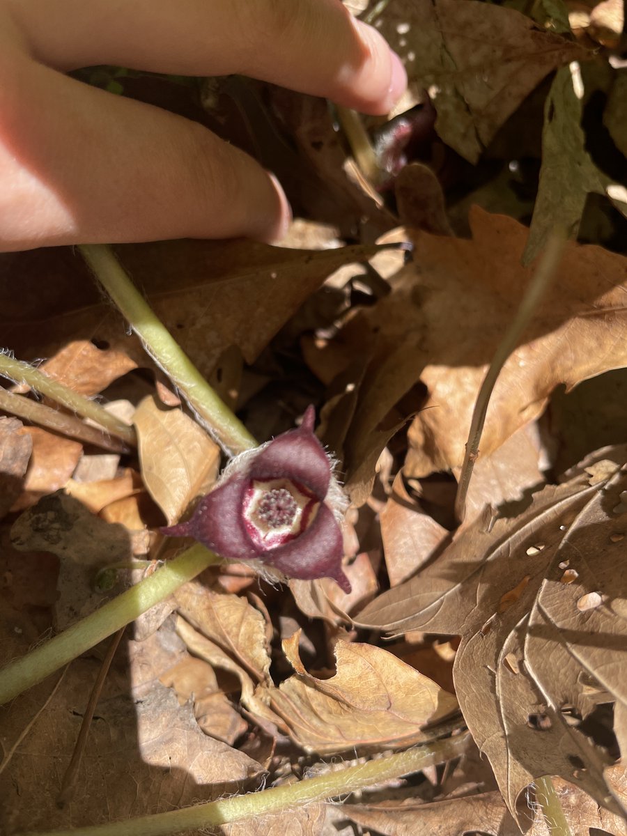 some favorites from spring in the Midwest so far... mayapple (Podophyllum peltatum), trillium (Trillium grandiflorum), prairie shooting star (Dodecatheon meadia), and wild ginger (Asarum canadense reflexum).