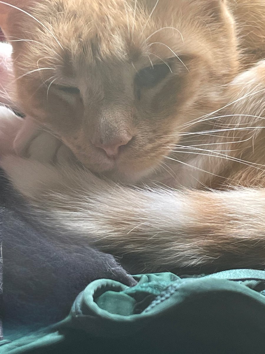 VG_Blackwell's tweet photo. Post a picture of your pet and who they are named after.

Roddy (the orange one) and Razor https://t.co/xYhV2tLcKo