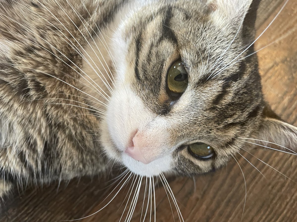 VG_Blackwell's tweet photo. Post a picture of your pet and who they are named after.

Roddy (the orange one) and Razor https://t.co/xYhV2tLcKo