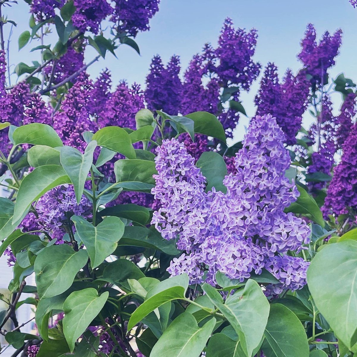 Stefany Shaheen tweet media