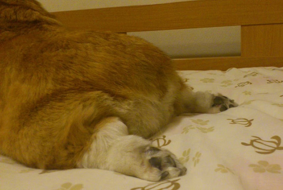 おいしそうなおちり(´∀｀*)♪