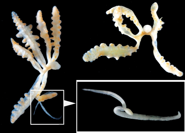 MoiParasite tweet media