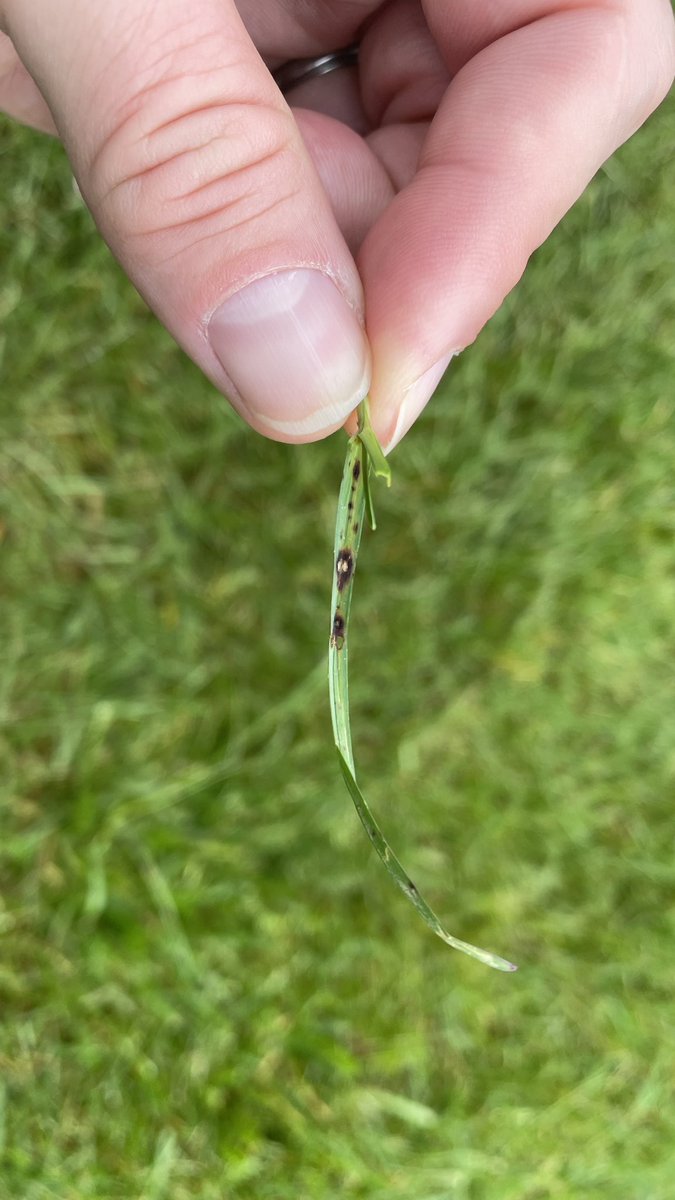 iTweetTurf's tweet photo. Meant to post this yesterday while watching .@TurfEnto’s son play golf but here it is. Active diseases in central PA this weekend include #redthread, #leafspot, and #rust https://t.co/QgQA1bH9FG