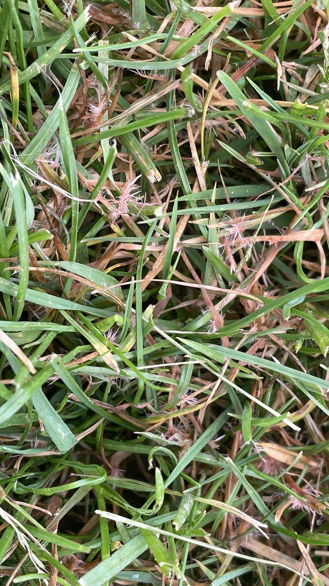 iTweetTurf's tweet photo. Meant to post this yesterday while watching .@TurfEnto’s son play golf but here it is. Active diseases in central PA this weekend include #redthread, #leafspot, and #rust https://t.co/QgQA1bH9FG