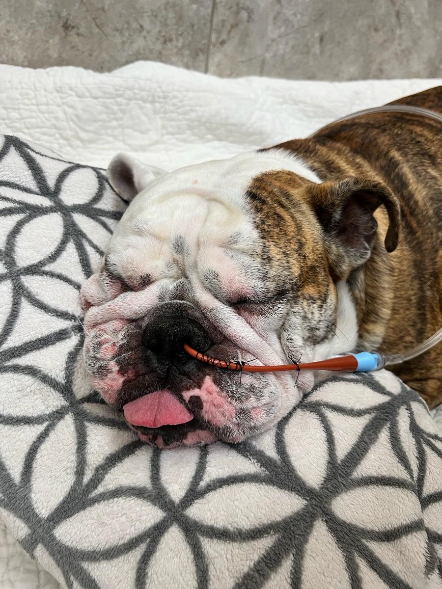 gofund.me/ac958eff 
Please share and send a prayer for this lil fur baby Penelope June! #penelopejune #gofundme #englishbulldog #URGENT #howicanhelp #Bulldoglovers