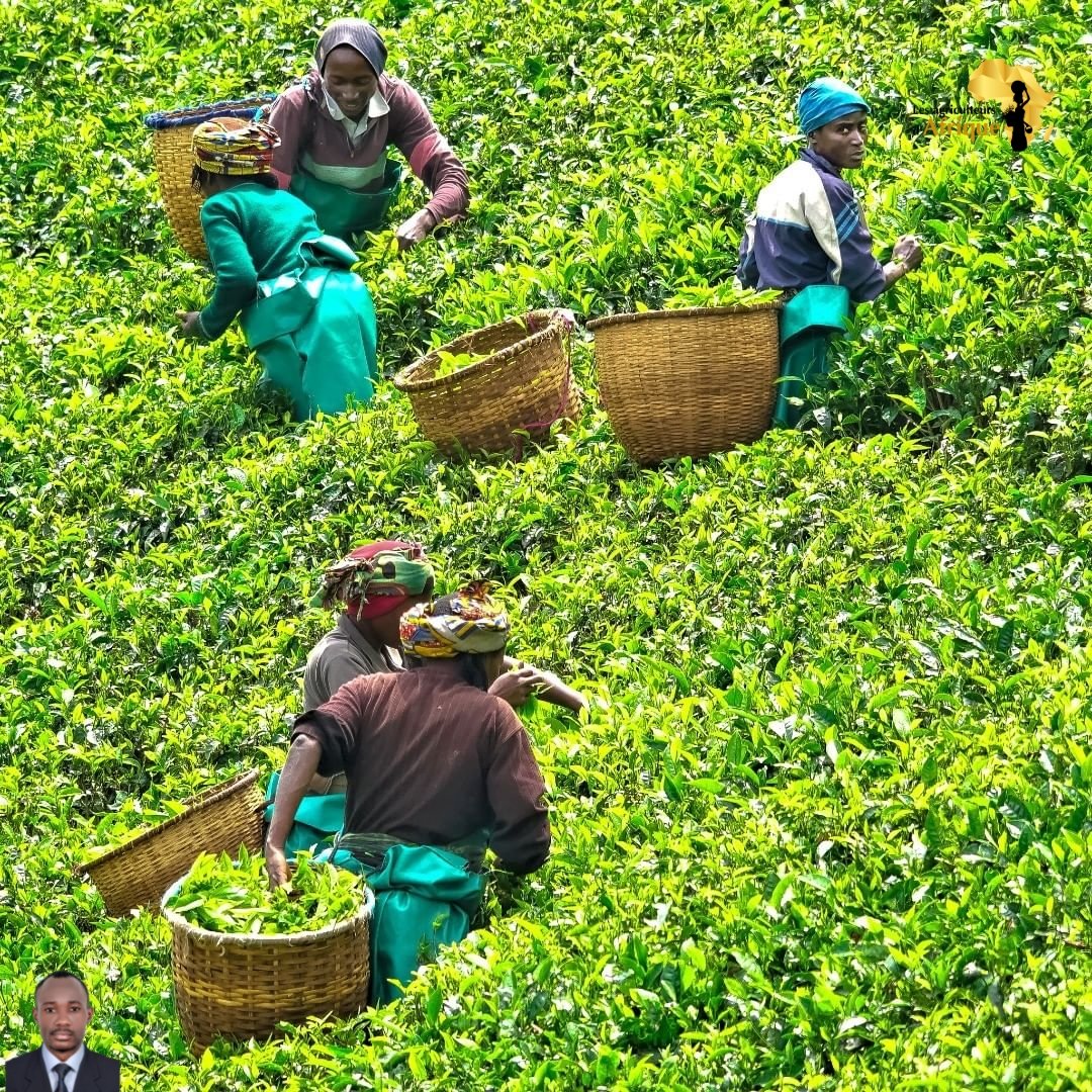 les2AA's tweet image. 👨🏿‍💼 Nous rendrons public demain à 10h, les dernières données sur les exportations des denrées alimentaires du Rwanda 🇷🇼  exportées durant la  Semaine dernière vers les pays étrangers ...