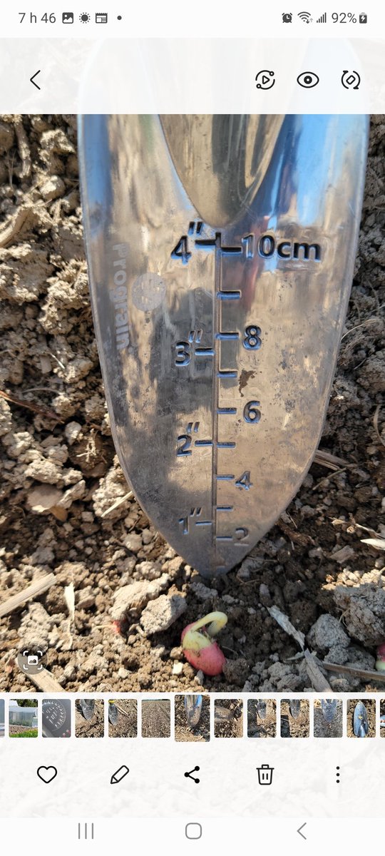 GrattonMaxime's tweet photo. Première parcelle / strip till #IP #Prograin #zeta, #mya, #atena, #acuna, #wilma contre OGM semée le 7 mai.... C'est un bon départ! Photos prisent hier PM soit 6 jours après le semis! Point fort = uniformité de la profondeur de semis. Bravo! https://t.co/qDjNjZR54R