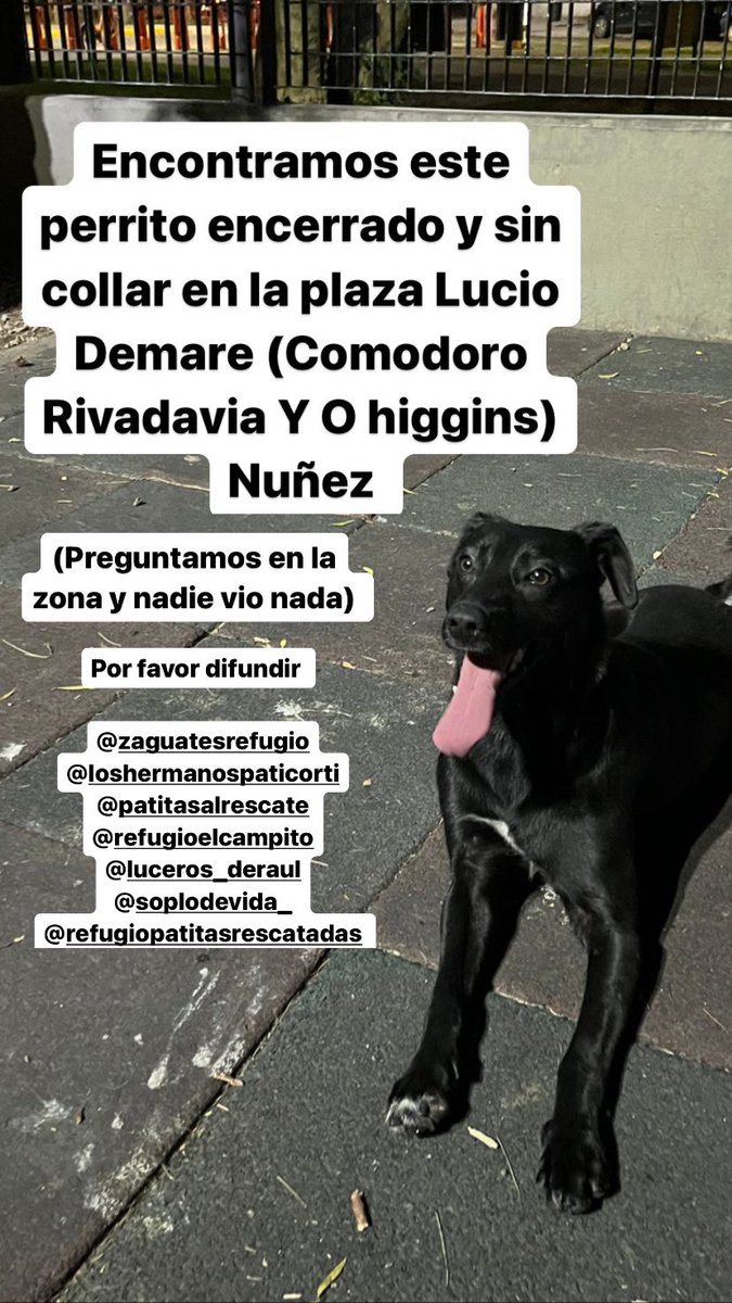 Lu_godoy's tweet photo. Encontramos este perrito encerrado en el canil de plaza lucio Demare (comodoro rivadavia y o Higgins) en Nuñez. No tenia collar. Se lo veía muy bien cuidado. Por favor difundir. @elcampito @patitasvtelopez @ZaguatesRefugio @soplodevida_ https://t.co/7lALP29qk1