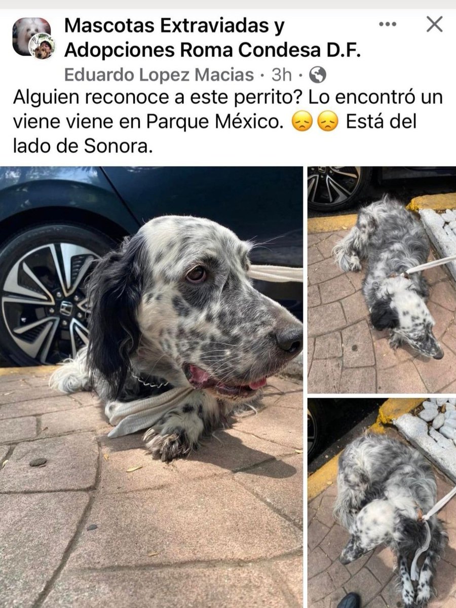 8alobo's tweet photo. ENCONTRADO @PrrosPerdidosMX @HELA_MORE @iztalccihuatl @MascotasSismo @perrososmx @mascotasdifunde @RAFIFIU76 @marmarvm @MascotaNews @LaRomaDF @RomaSur06760 @MascotCondsaRom @ysaume @lawera33 @PpEncontradosMx @antymob @Animales_CDMX @RomaSur1 @RomaSurIIVecino https://t.co/SVm1tUiKxp