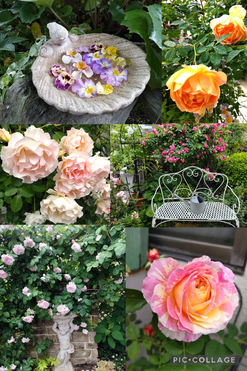 malutarou's tweet photo. ゆづ友さん邸の薔薇のお茶会に参加させていただきました💖
薔薇と🌹薔薇の香りに包まれながら、ゆづ友さんセレクトの素敵なおいしいスイーツをいただくとても贅沢な時間✨
話も尽きることなく楽しくて幸せな一日でした🥰 https://t.co/USINibmHwv