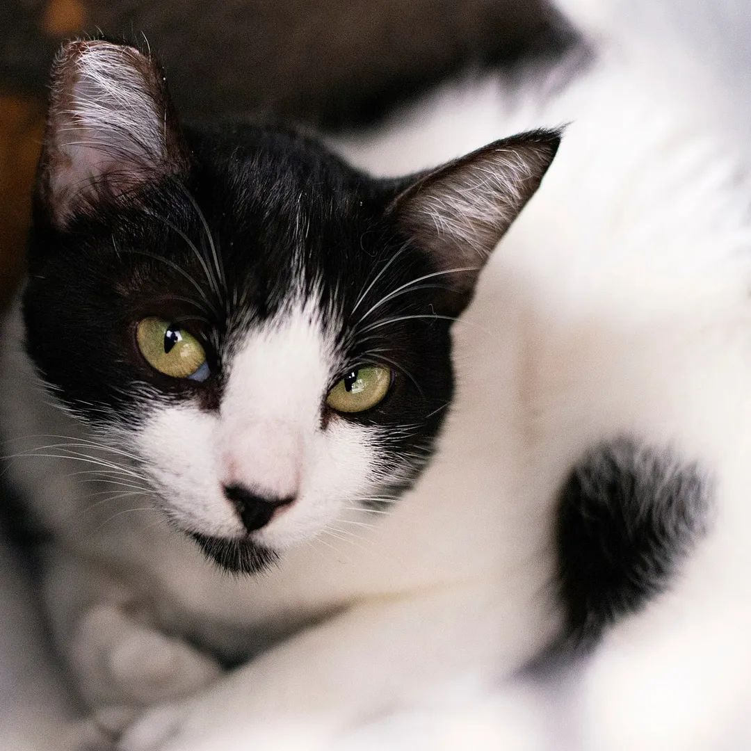 catlandrescue's tweet image. A Coração vivia nas ruas e era alimentada pelas pessoas que moravam por lá. Frajolinha, ela tem o ‘naligo’ meio rosa, meio preto e uma manchinha charmosa no queixo. 

Para adotar a Coração  📧 adote@catland.org.br ❤️