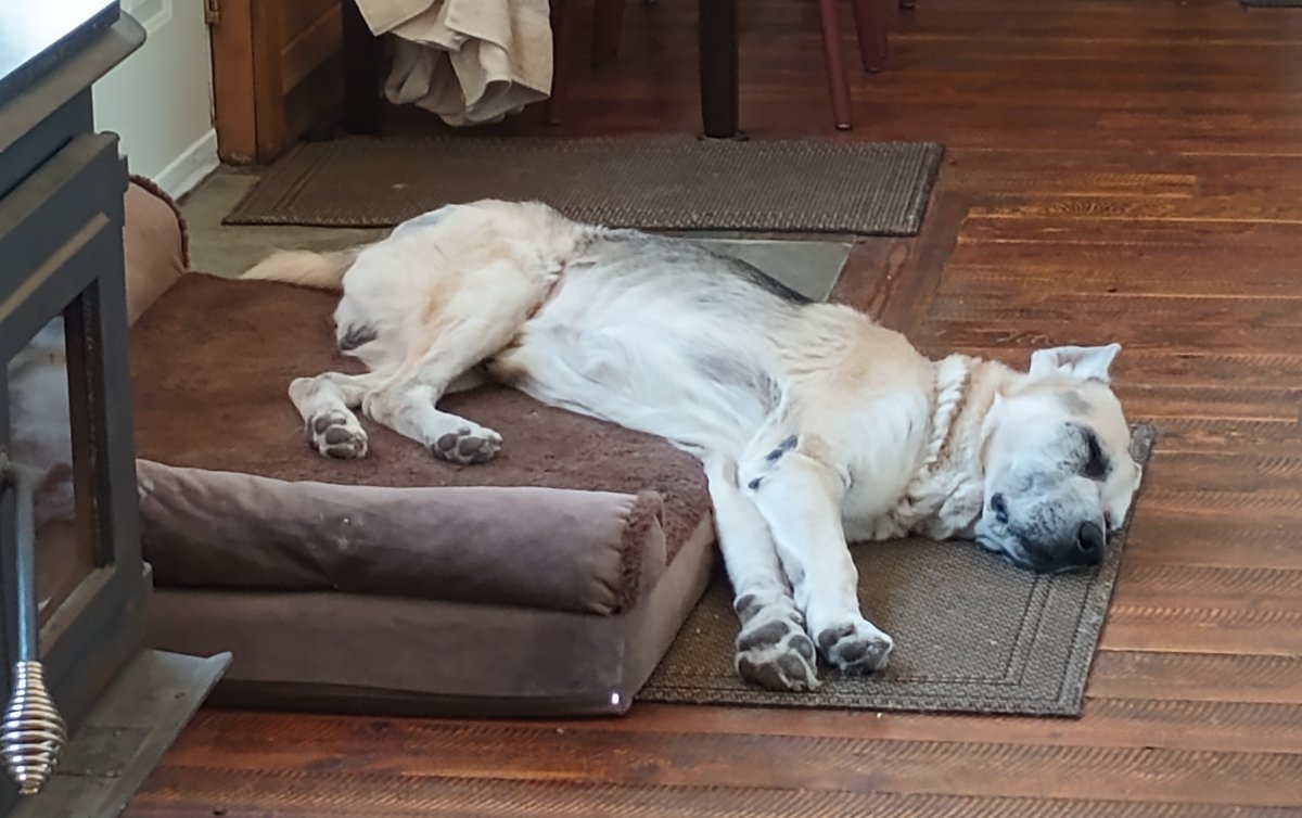 buymaxabeer's tweet photo. @bunsenbernerbmd Oscar is a retirement rescue. Still figuring out how to use the bed. https://t.co/kO6ecvUs2x