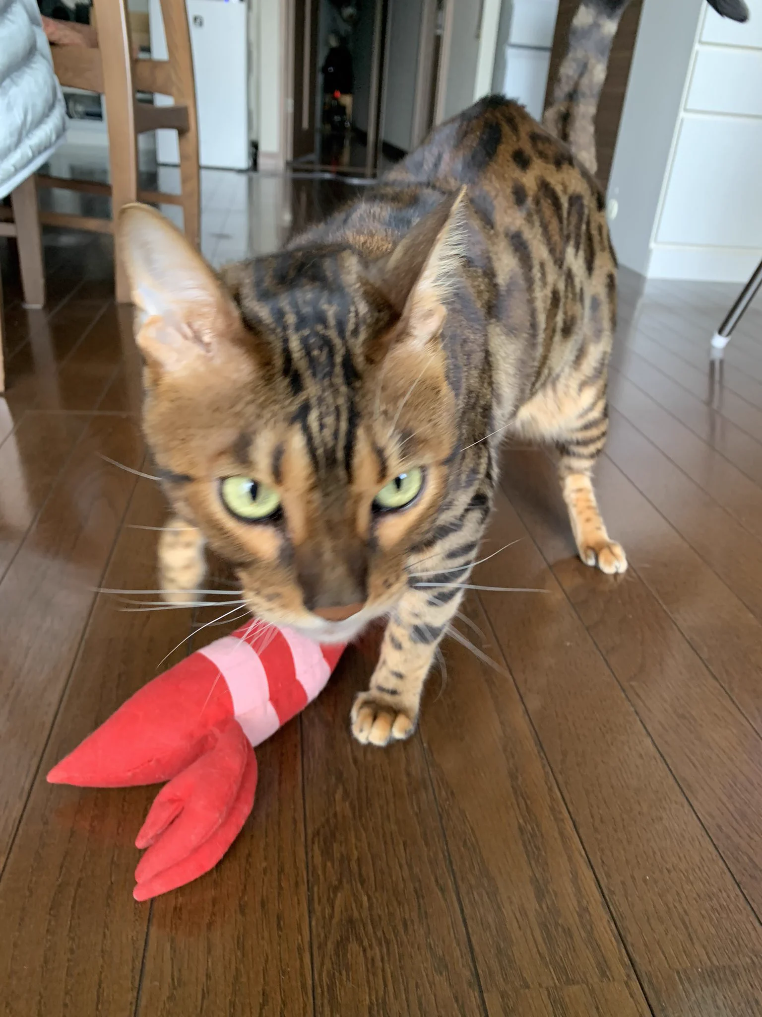 @yajima_en ウチのコもエビかぶってるところ見たい🦐 