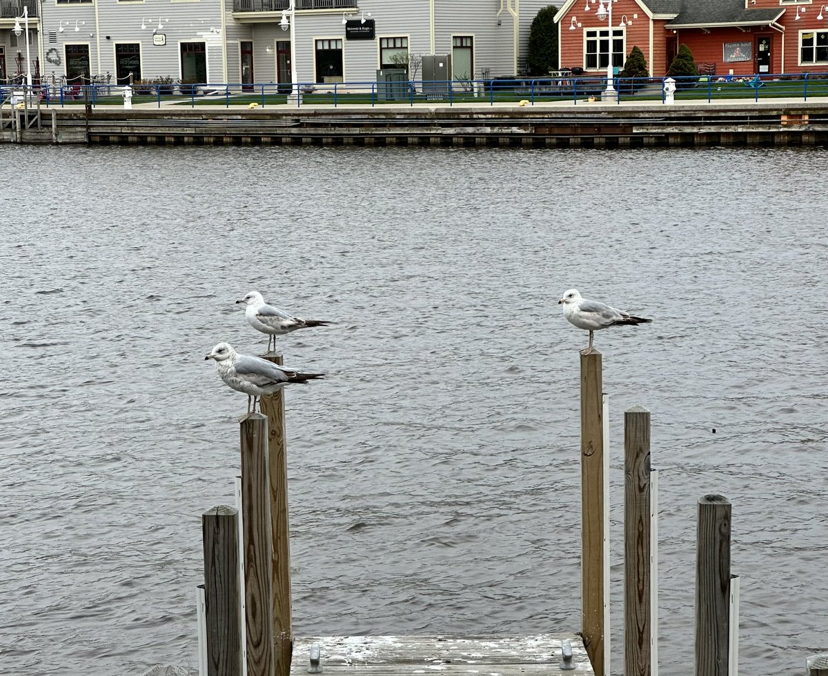 MrBenOG's tweet photo. birds up to something… https://t.co/z4CpAOsjfO