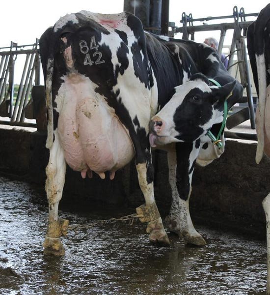 DrFarazHarsini's tweet photo. While we're talking about mothers, let's not forget about mothers who are exploited and abused every single day for dairy, egg, and meat.

Dairy and egg businesses are fundamentally based on profiting from objectifying mothers, and abusing them as milk and egg machines.

Animals don't lay eggs or produce milk for you. They're bred for slavery, exploitation, and death. 

While male chickens and cows are killed as babies, females are abused and exploited until they're no longer profitable, and then they're killed.

No one in their right mind would think this is okay, but we've been conditioned to think this is normal. It's not. I changed, you can too. 

Be vegan from this mother's day, there's no excuse for animal abuse 🙏🌱

#MothersDay #mother #vegan #dairy #egg #milk #vegetarian