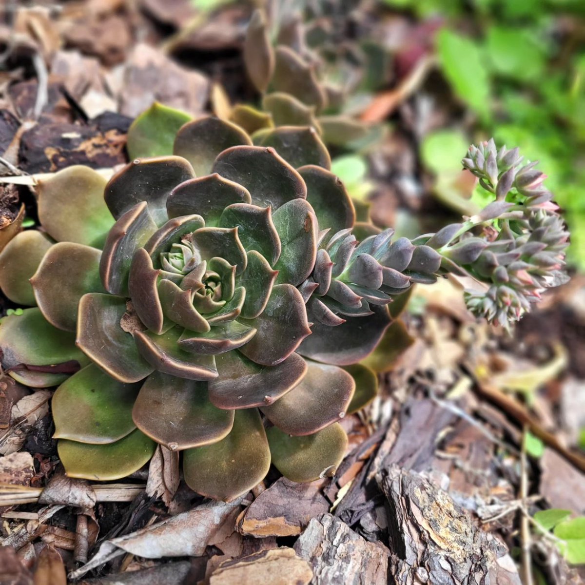 TheSucculentIsle (@SucculentIsle) / Posts / X