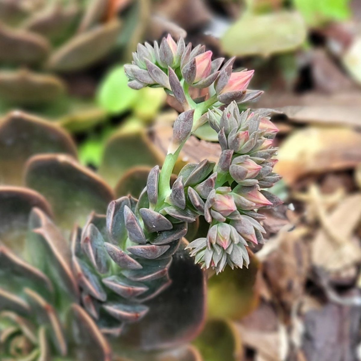 TheSucculentIsle (@SucculentIsle) / Posts / X