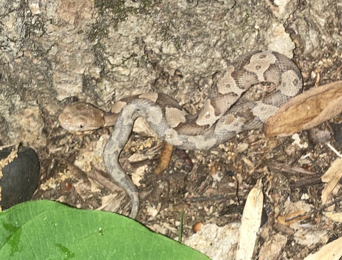 Baby copperhead in our camp
