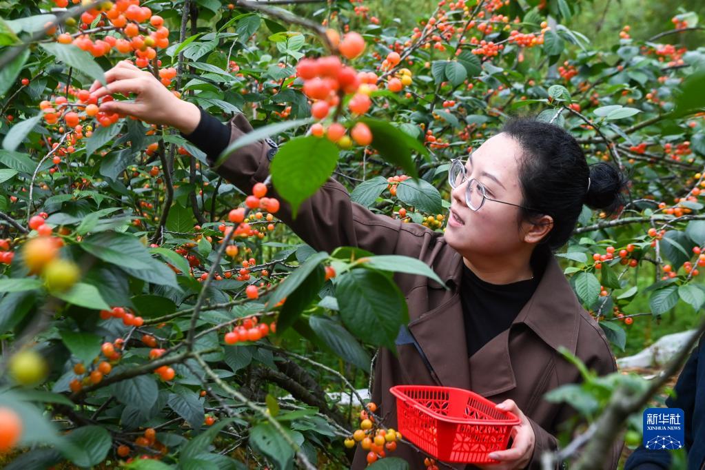 China Daily on Twitter "A cherrypicking festival was held in a