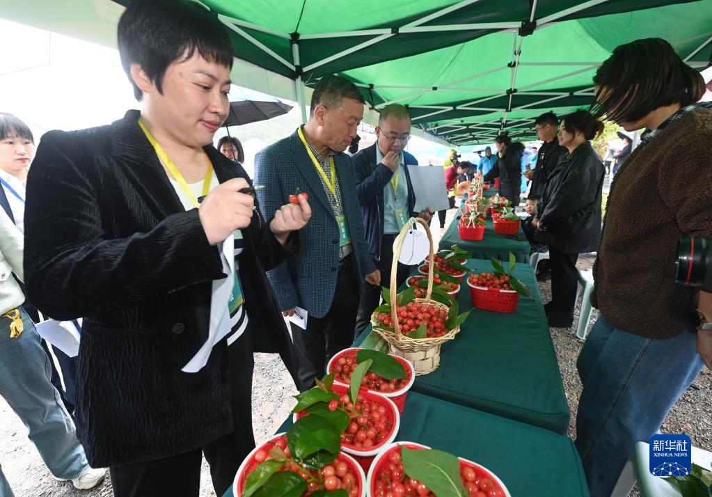 China Daily on Twitter "A cherrypicking festival was held in a