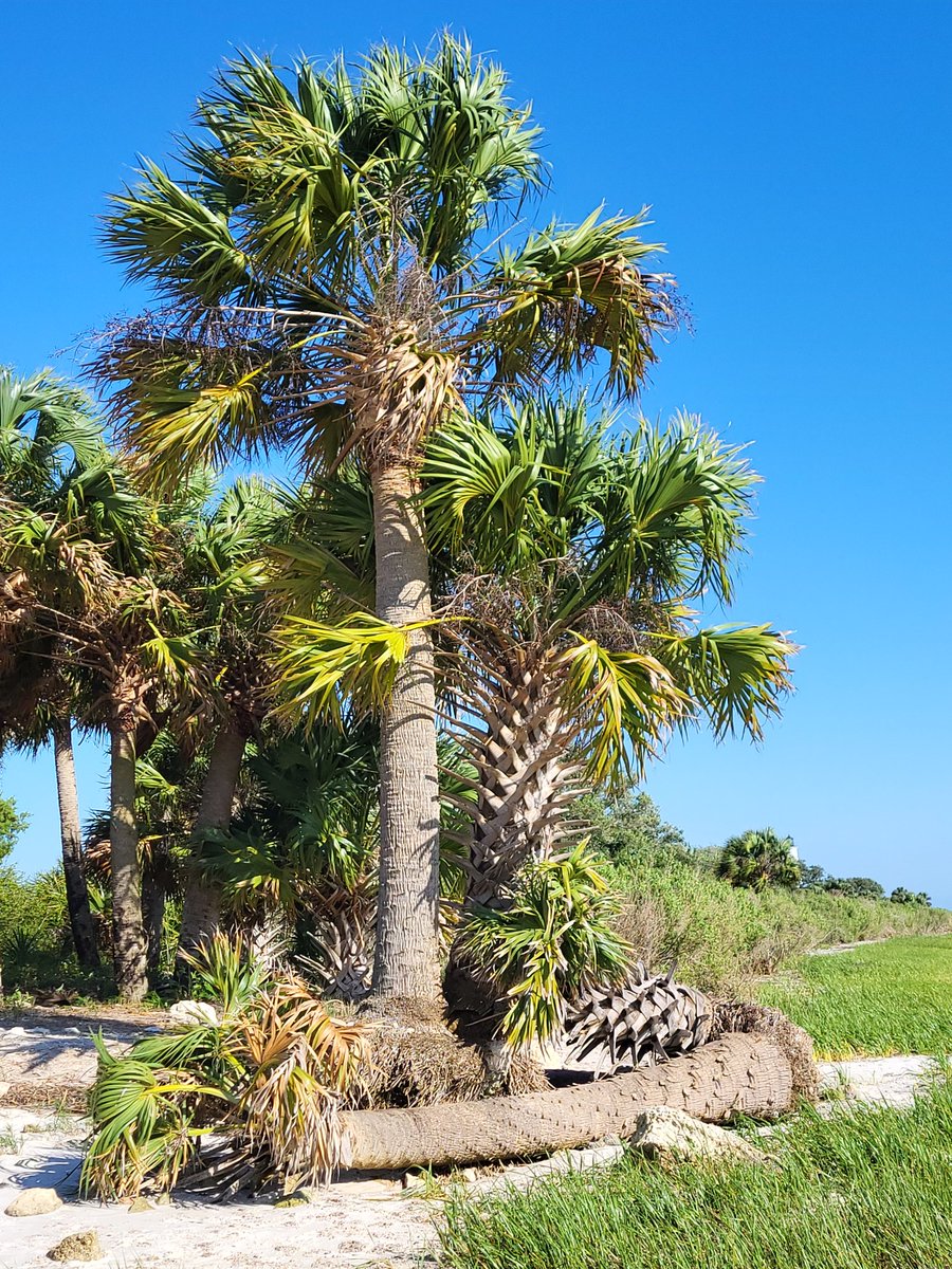 I spent the afternoon journaling and daydreaming on a fallen Palm. Between the trees, the sky, and the soft wind, I feel rejuvenated and ready  to begin writing again after a long break- this time for me and the joy of creating. #WritingCommnunity #amwriting