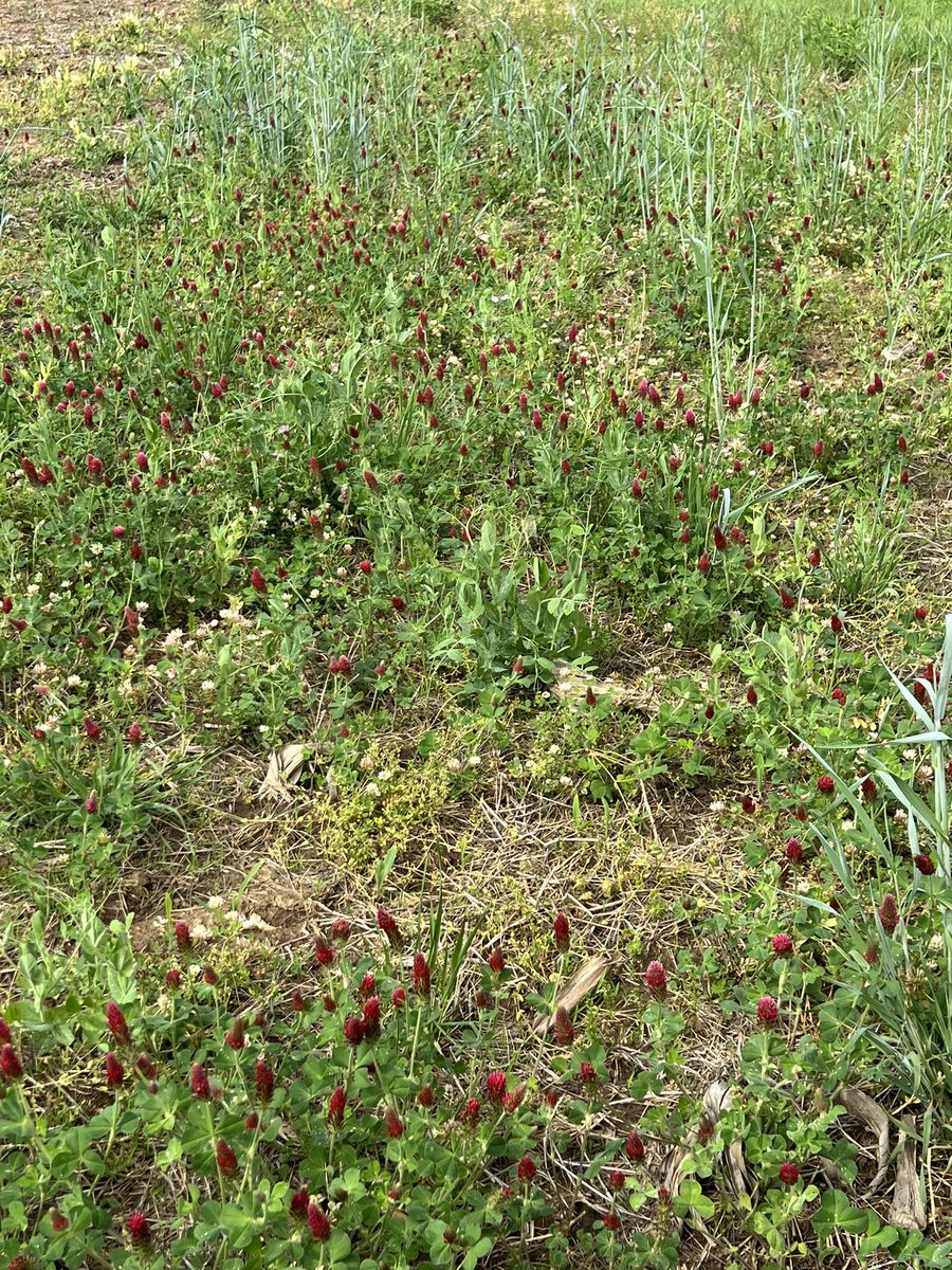 Wow so beautiful when the cover crop blooms and corn is coming up.