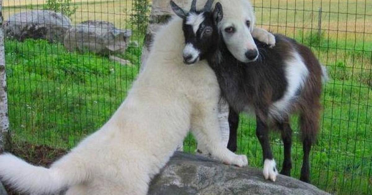 🐶❤️ Did you know that dogs are known for being "mothers" to other animals? They often take care of orphaned kittens, puppies, and even baby goats! 🥰🐾 #dogmomsday  #MothersDay #animallover #thepuppost #dogsoftwitter  #dogs  🐕🐱🐐💕