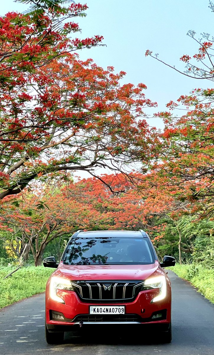 abirnale's tweet photo. Looking into my eyes? #helloXUV7OO #mahindraxuv700 
 #xuv700 #NammaBengaluru #nammakarnataka #gulmohar #wanderlust #TheRedSparkle #torcxuv https://t.co/XEQNCVCF1J