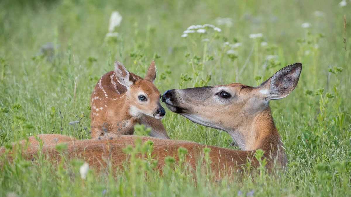 bingphotograph's tweet photo. White-tailed deer doe and newborn fawn, Montana © Donald M. Jones/Minden Pictures #wallpaper 每日 #必应美图 #壁纸。 https://t.co/YlUFMsIcHH