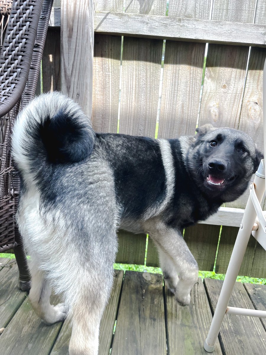 Mother’s Day (dog mom edition)
