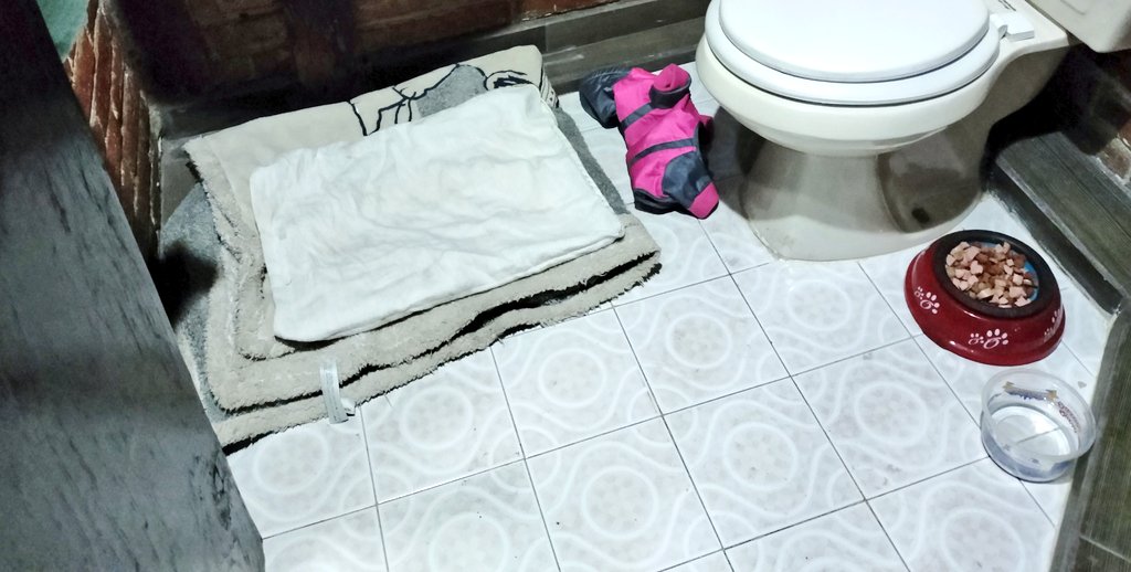 FundacionToby's tweet photo. Ya tenemos a Coco, es un tipo Chihuahua de un año y medio, dormirá en mi baño hasta que encontremos hogar.

No tengo mucho espacio y es nuestro único baño, pero dormirá calientito, con comida y agua.

Le tuve que dar cbd por que grita si te le acercas 😔 la maldad humana es inmensa, pero hoy ya esta a salvo y pronto tendrá una hermosa casa.