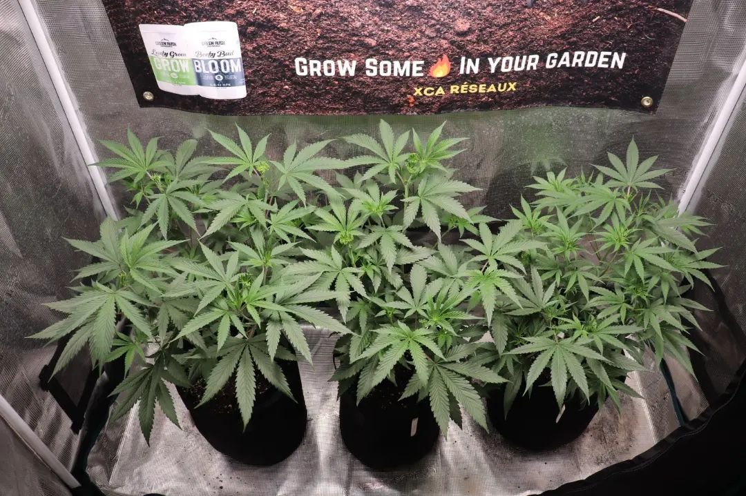 #repost from @xcareseaux

UF2000, 100W &amp; Upgrade driver
🌱$45.99 in amazon.com/unitfarm🌱
🌱CS$59.99 in amazon.ca/unitfarm🌱

#ledgrow #ledgrown #ledgrowlights #ledgrowlight #ledplantlight #ledgrowlightbar #lm301h #growlights #growlight #growlighting #spacesaver