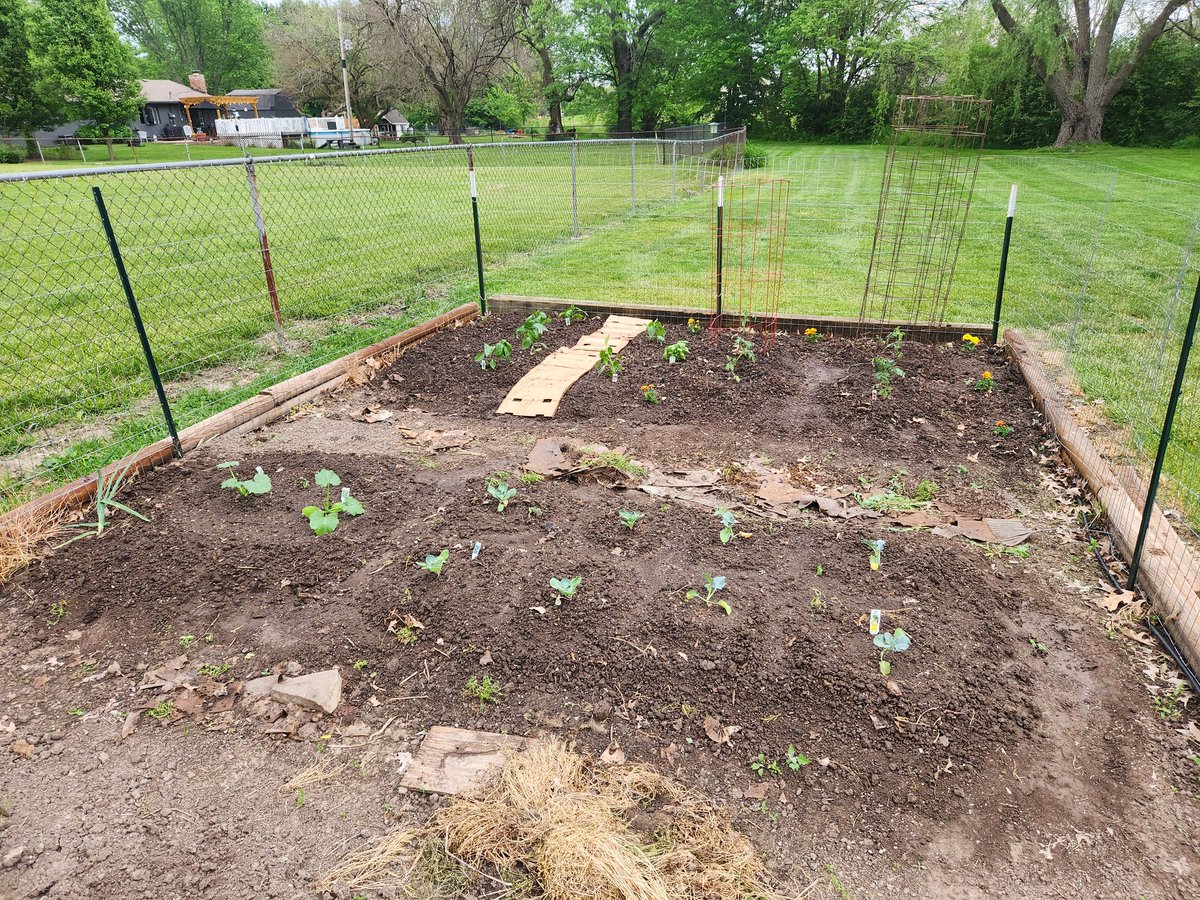 JMace44's tweet photo. So happy half the garden is planted. Hope the weather hold or I'm going to need a lot of blankets. #growdamnit https://t.co/8L8KhUE0Lk
