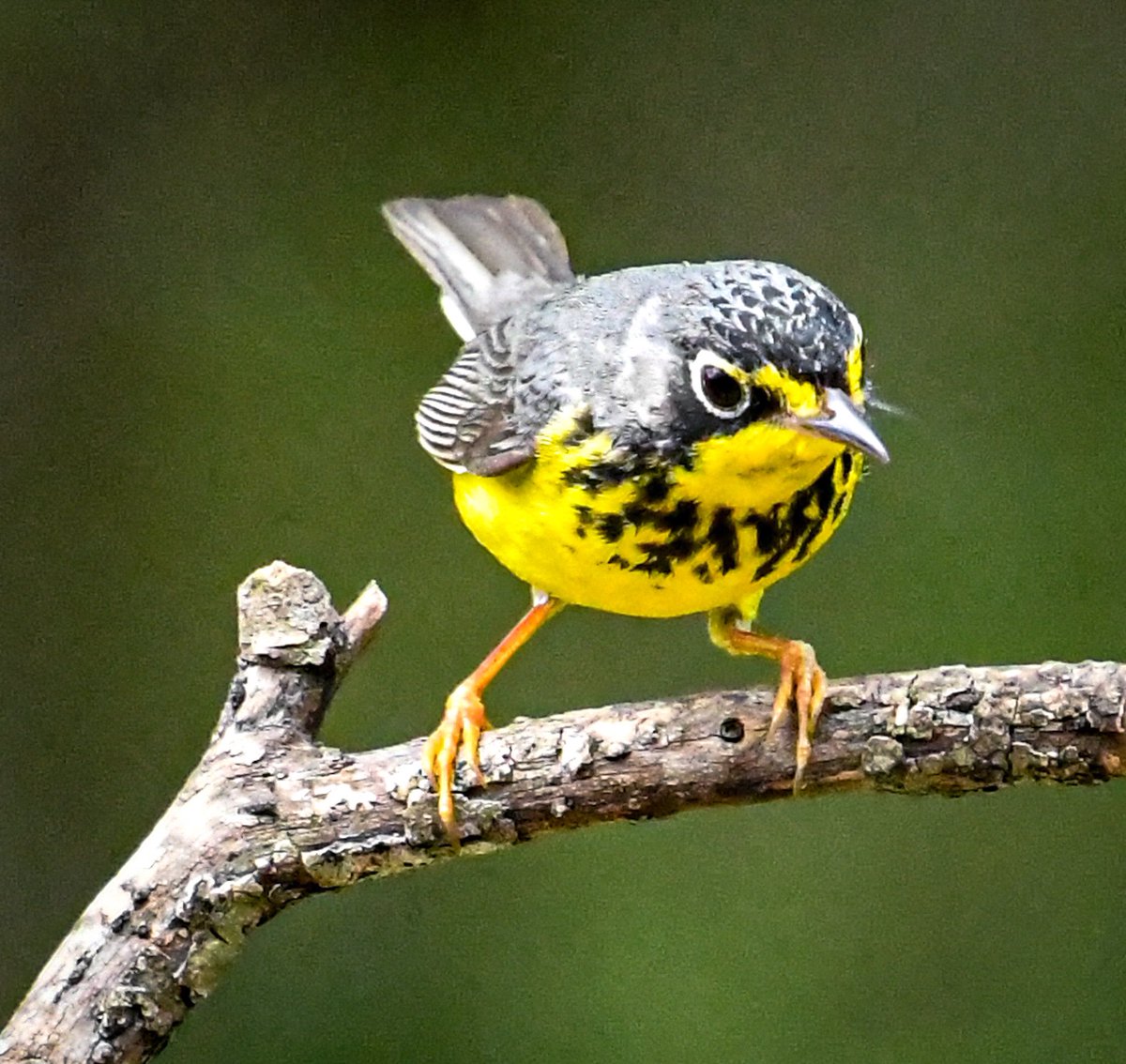 This is a lifer for me. 
The Canada warbler summers in Canada and northeastern United States and winters in northern South America. He just happened to stop by Guadalupe River State Park for a visit. Beautiful! <a href="/TPWDparks/">Texas State Parks</a> <a href="/TPWDnews/">Texas Parks & Wildlife</a> @HoustonAudubon <a href="/NikonUSA/">NikonUSA</a> <a href="/USFWSBirds/">USFWS Migratory Birds</a> <a href="/USFWS/">U.S. Fish and Wildlife Service</a>