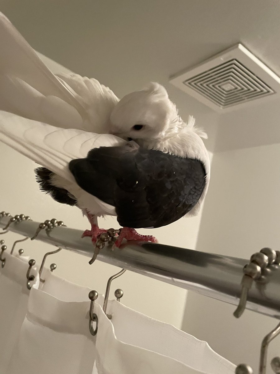 AntaresFur's tweet photo. If you see this tweet, QT with the most recent photo you took of your pet. No cheating. https://t.co/806jJwLx5F