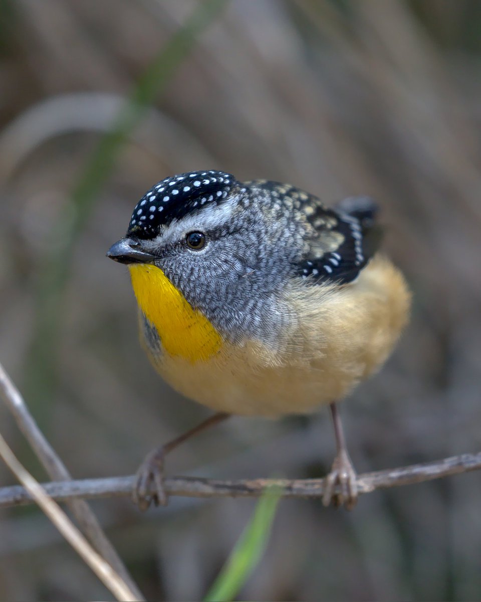 #FirstSeenAndHeard
Seen: Brown Thornbill
Heard: Spotted Pardalote