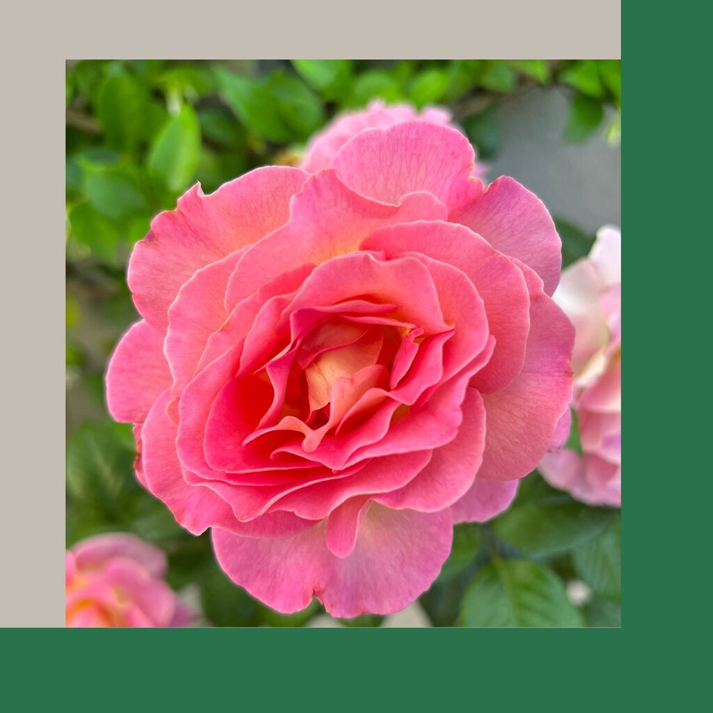 LA_Designs's tweet image. Rose from our garden #julieandrewsrose  gifts from the rose garden my husband planted last year
#hybridrose  #roseinstagram