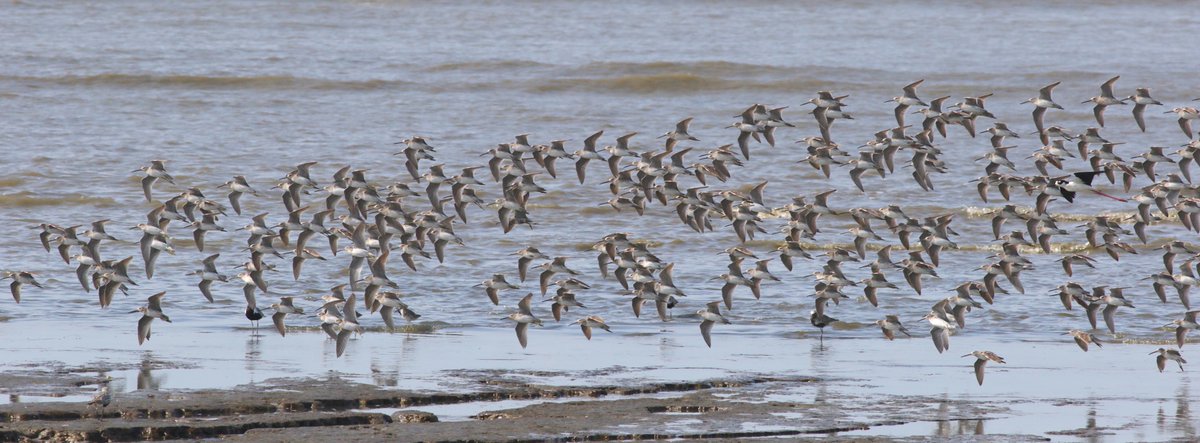 2023-05-13 #GlobalBigDay2023 #shortBilledDowitchers #panamaBay #panamaBirds