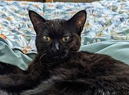 #Modesto, CA: Hi, my name is BUTTERFLY (CP)! I was rescued as an orphaned kitten. My fosters bottle-fed me, so I’m incredibly sweet and love getting lots of affection. I was born in approximately Aug 2022 and have been spayed... 
adoptrescuecatsinca.com
#RehomeHour #US #cats