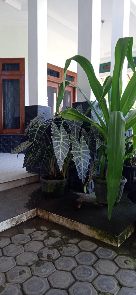 Antrian nya lagi banyak