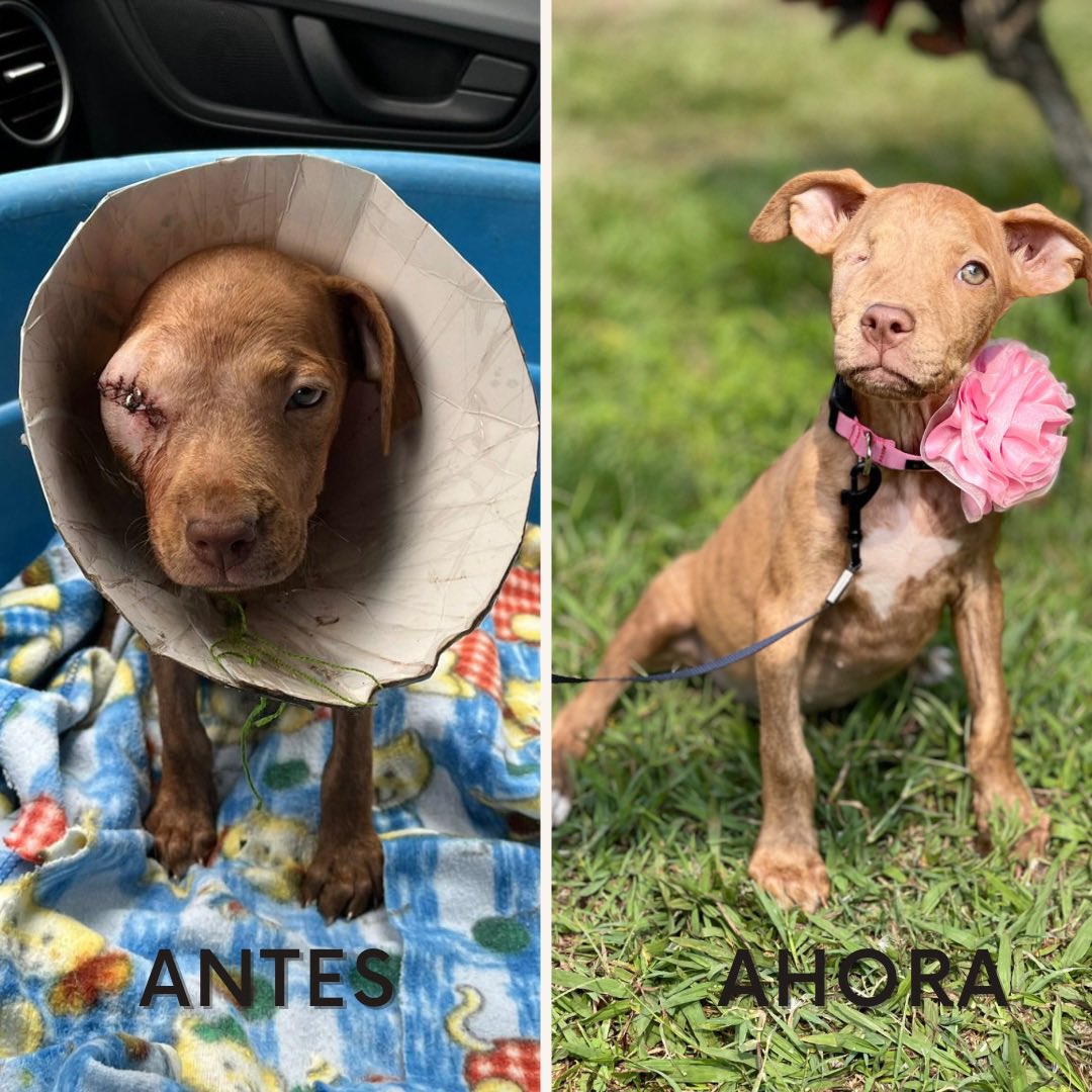 Ágatha está a la espera de una familia que desee recibirla y amarla por el resto de su vida, ¿la adoptas?