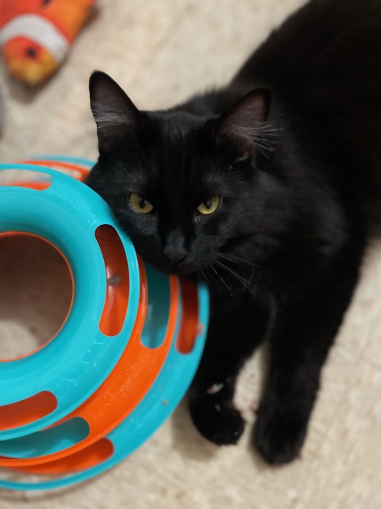 #Fresno, CA: Hi, I'm EEVEE (CP)!  I have gorgeous black fur & the cutest little face. I’ll bet you just want to pet me right now, don’t you? That’s fine. I’m very friendly and get along well with both children and other cats... adoptrescuecatsinca.com
#RehomeHour #US #adopt #cats