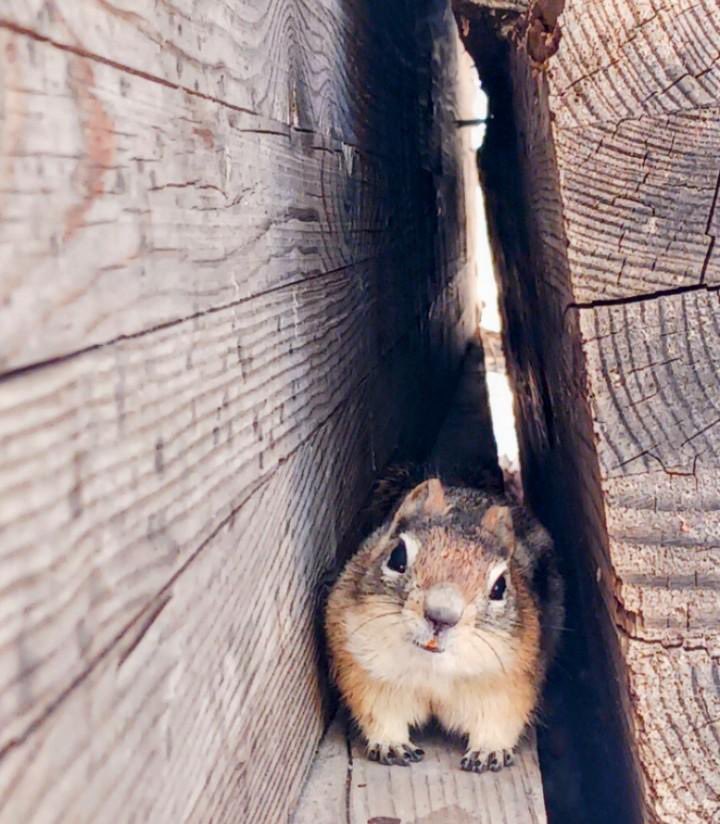 This golden mantle chipmunk is named, of course, Chippy. This photo was taken by her friend a 9 year old boy, who befriended her last summer. #thisisvegas