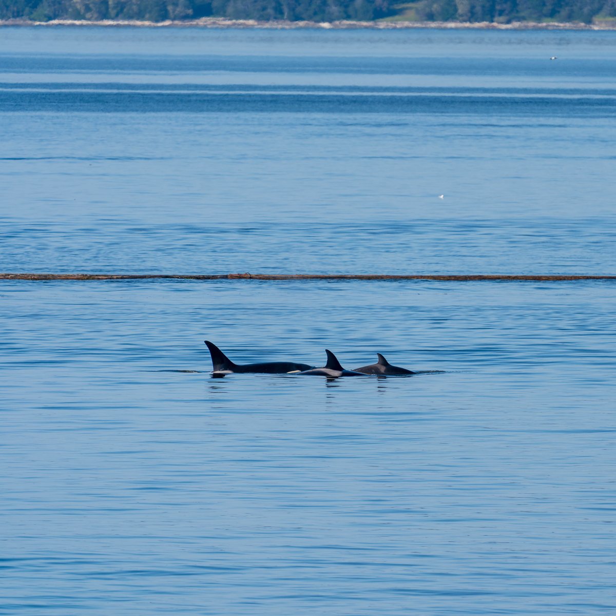 Some visitors this evening during our dinner... #orca #LadysmithBC #whales