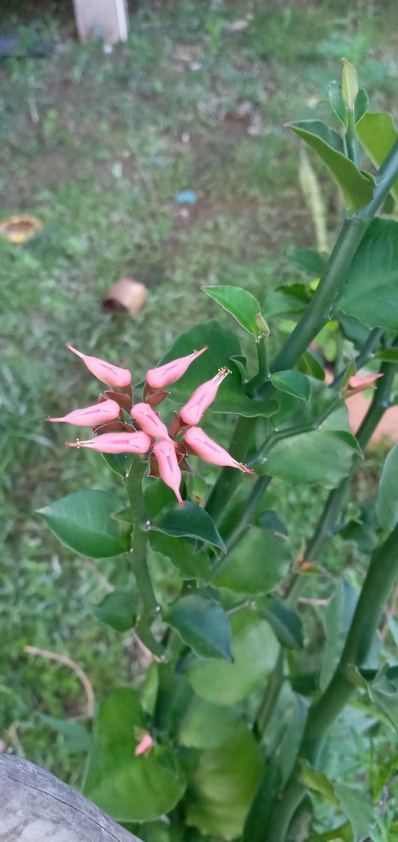 Borneo_local's tweet photo. Mulakan pagi anda dengan senyuman....
#localnatureborneo
#terapiminda
#flowerlover https://t.co/U9yN5iZtGa