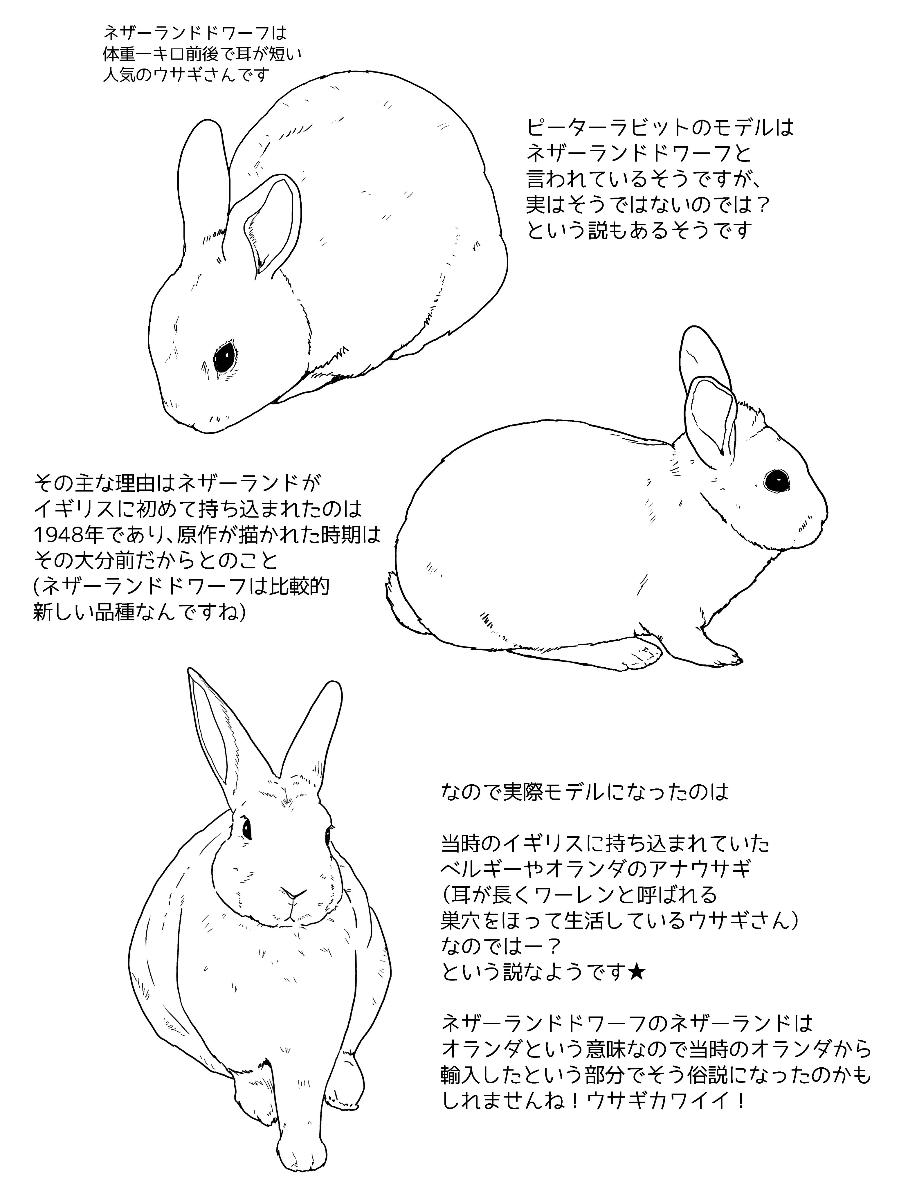 ピーターラビット小動物シリーズpop-Xポップエックス
