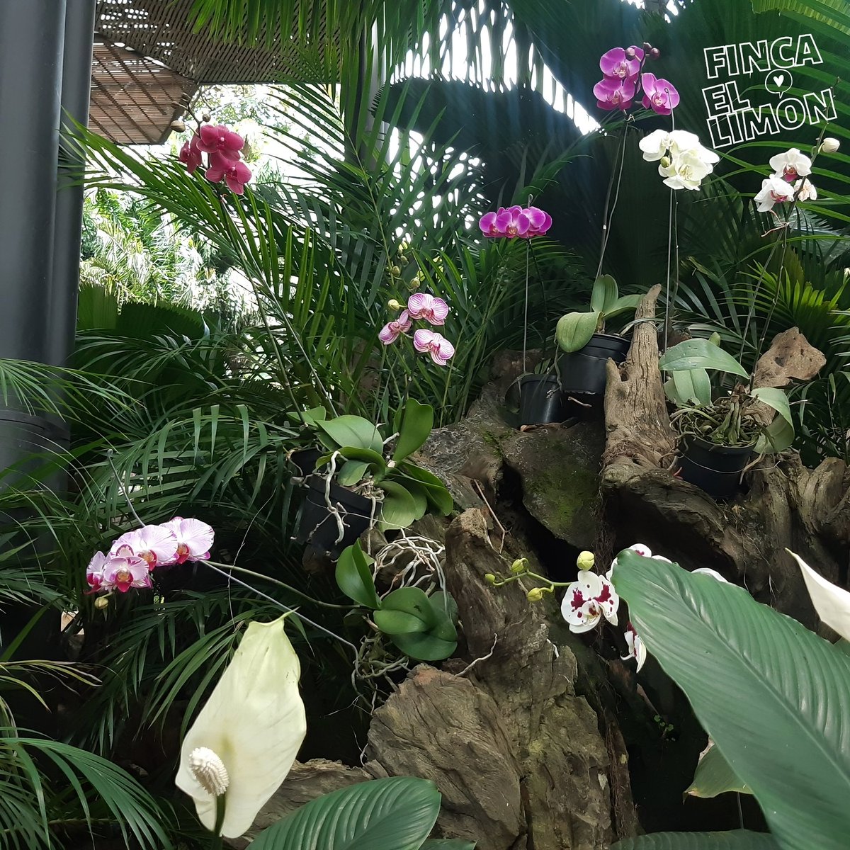 #fincalemon #orchid #orchids #orchidee #orchidea #蘭 #orchidlover #Orchideen #orchidaceae #orchidworld #orchidstagram #orchidlove #orchidshare #OrchidLovers #orchidflower #orchide #orchidspecies #orchidbeauty #orchidoftheday #orchidfan #orchidsinbloom #orchideas #orchidflowers