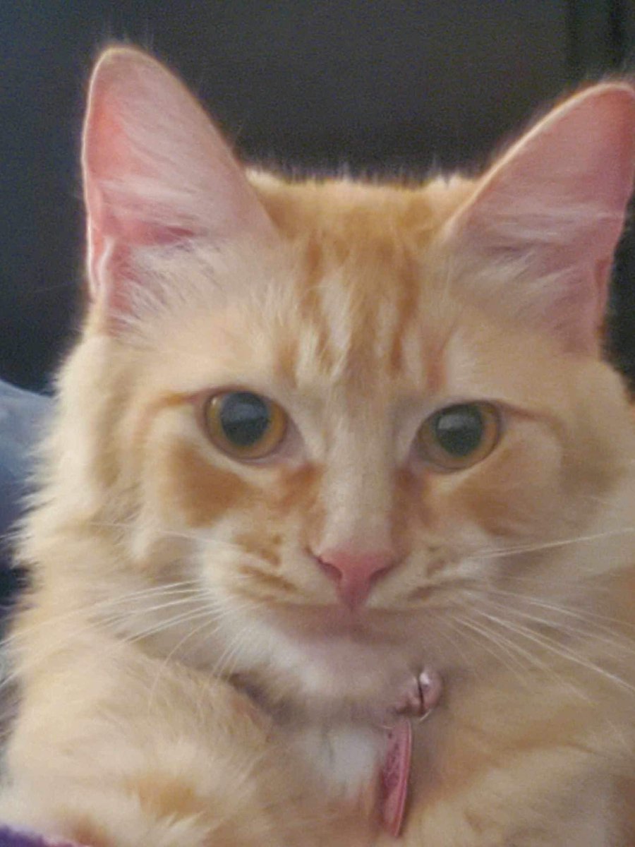 dustinvance65's tweet photo. @HumansNoContext My cat Venus https://t.co/OR4x6s3Hdf