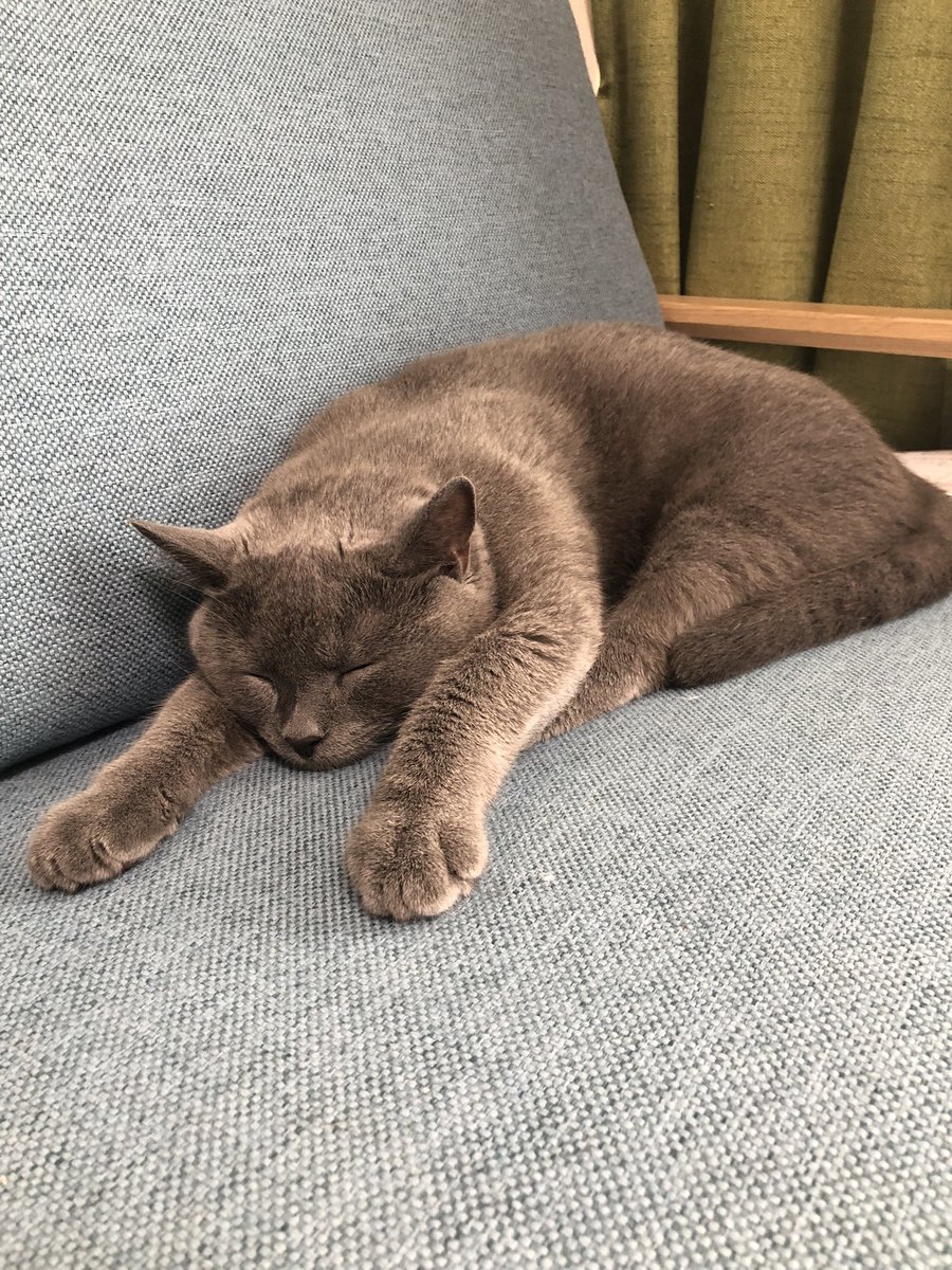 chartreux_ryu's tweet photo. おい！いい加減起きろ！柱の前だぞ！！
#チュール柱以外起きません
#猫 https://t.co/mkCnRnvzvz